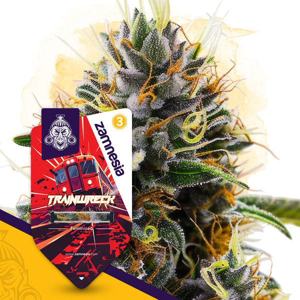 Trainwreck (Zamnesia Seeds) Feminiserede