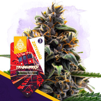 Trainwreck Autoflower (Zamnesia Seeds) Feminiserede