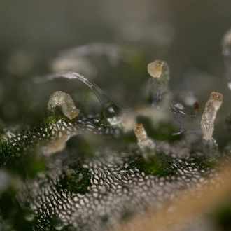 Trainwreck Autoflower (Zamnesia Seeds) Feminiserede