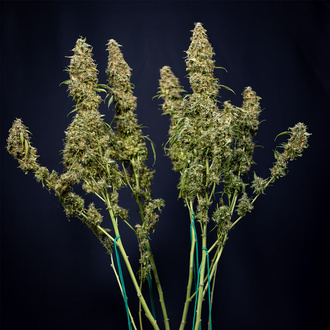 Trainwreck Autoflower (Zamnesia Seeds) Feminiserede