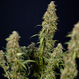 Trainwreck Autoflower (Zamnesia Seeds) Feminiserede