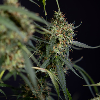 Trainwreck Autoflower (Zamnesia Seeds) Feminiserede