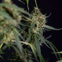 Trainwreck Autoflower (Zamnesia Seeds) Feminiserede