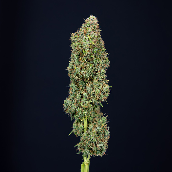 Trainwreck Autoflower (Zamnesia Seeds) Feminiserede