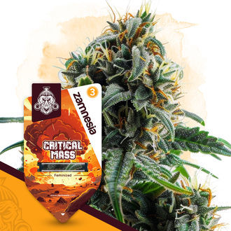 Critical Mass (Zamnesia Seeds) Feminiserede