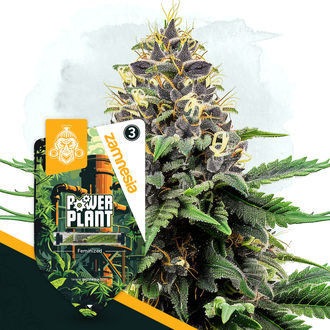 Power Plant (Zamnesia Seeds) Feminiserede