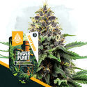 Power Plant (Zamnesia Seeds) Feminiserede