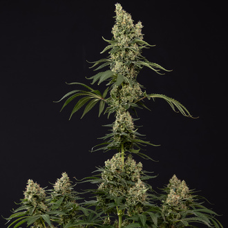Power Plant (Zamnesia Seeds) Feminiserede