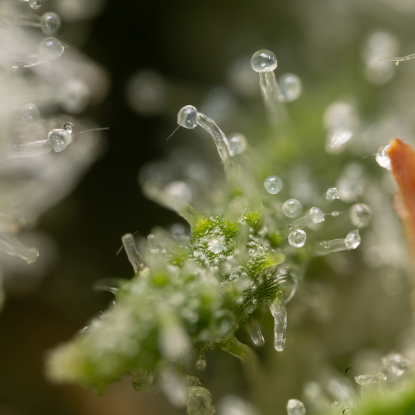 Power Plant (Zamnesia Seeds) Feminiserede
