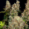 Power Plant (Zamnesia Seeds) Feminiserede