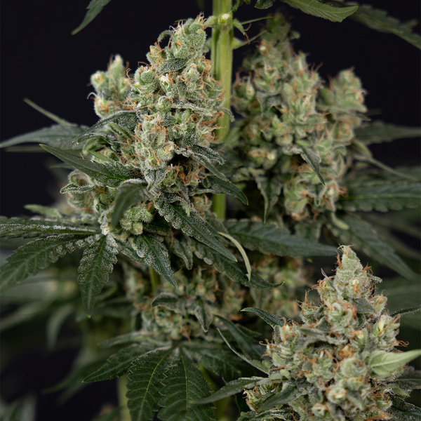 Power Plant (Zamnesia Seeds) Feminiserede