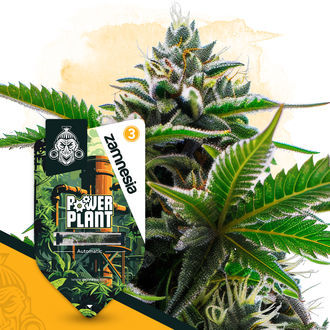 Power Plant Autoflower (Zamnesia Seeds) Feminiserede