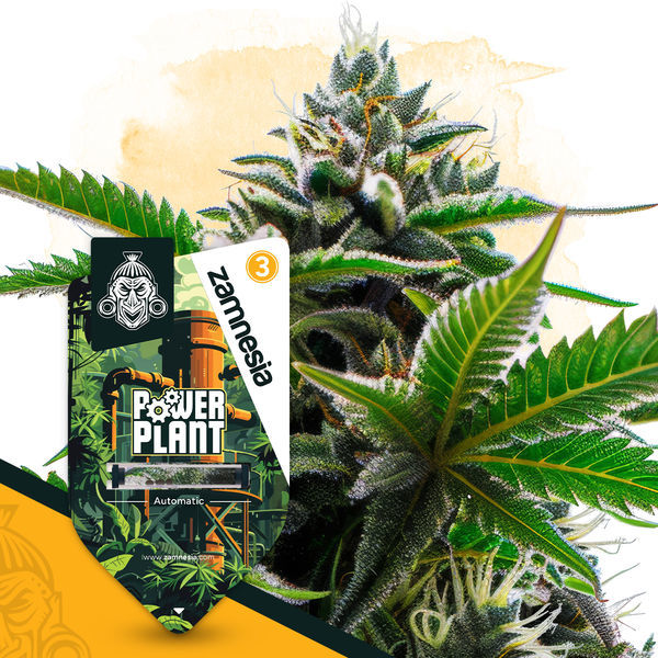 Power Plant Autoflower (Zamnesia Seeds) Feminiserede