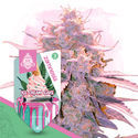 Ice Cream Cake (Zamnesia Seeds) Feminiserede