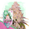 Ice Cream Cake Autoflower (Zamnesia Seeds) Feminiserede