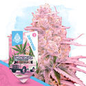 Sundae Driver (Zamnesia Seeds) Feminiserede