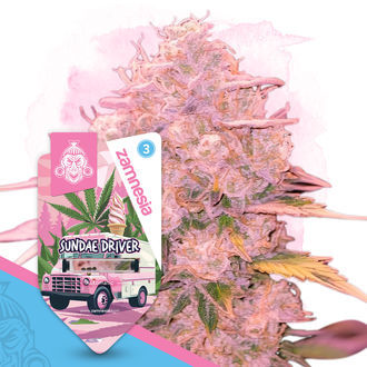Sundae Driver Autoflower (Zamnesia Seeds) Feminiserede