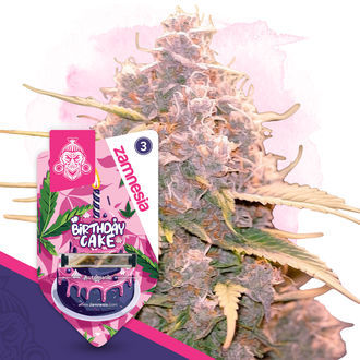 Birthday Cake Autoflower (Zamnesia Seeds) Feminiserede