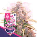 Birthday Cake Autoflower (Zamnesia Seeds) Feminiserede