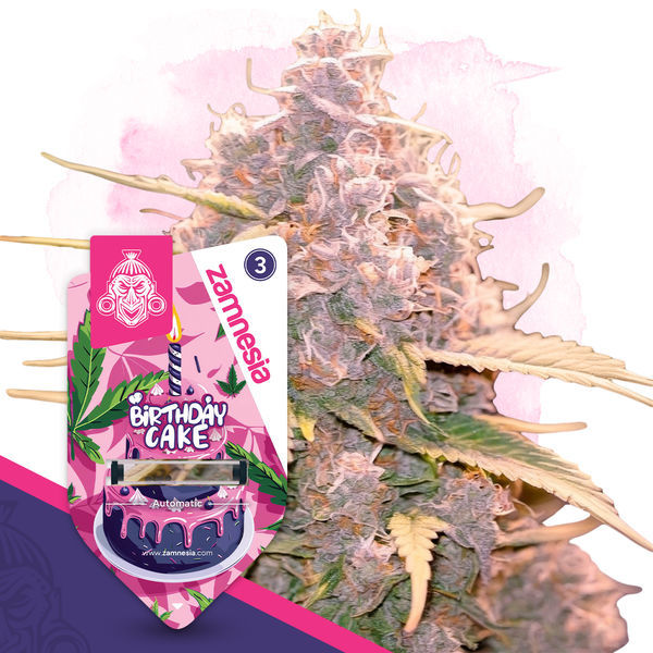 Birthday Cake Autoflower (Zamnesia Seeds) Feminiserede
