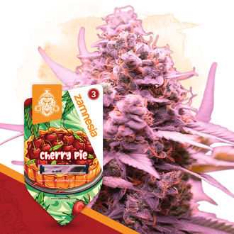 Cherry Pie Autoflower (Zamnesia Seeds) Feminiserede