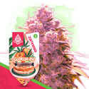 Georgia Pie (Zamnesia Seeds) Feminiserede