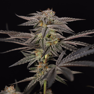 Georgia Pie (Zamnesia Seeds) Feminiserede