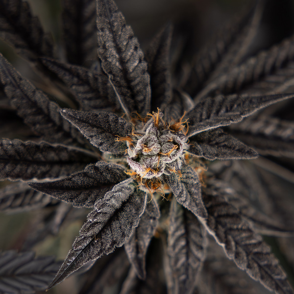 Georgia Pie (Zamnesia Seeds) Feminiserede
