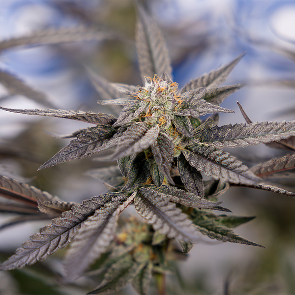 Georgia Pie (Zamnesia Seeds) Feminiserede
