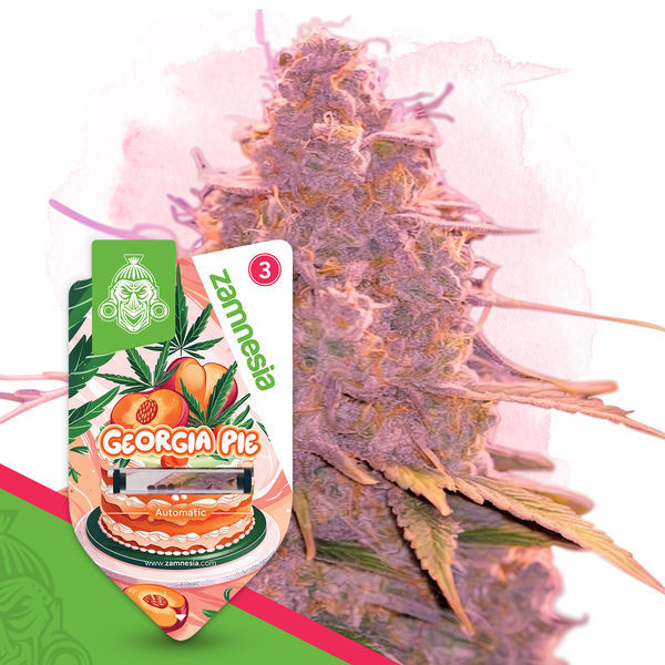Georgia Pie Autoflower (Zamnesia Seeds) Feminiserede