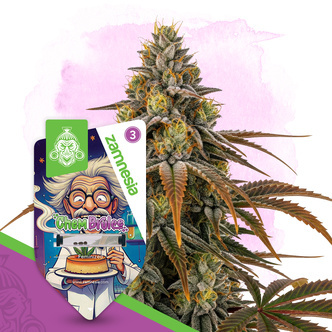 Chem Brulee (Zamnesia Seeds) feminiserede cannabisfr&oslash;