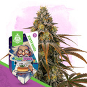 Chem Brulee (Zamnesia Seeds) Feminiserede