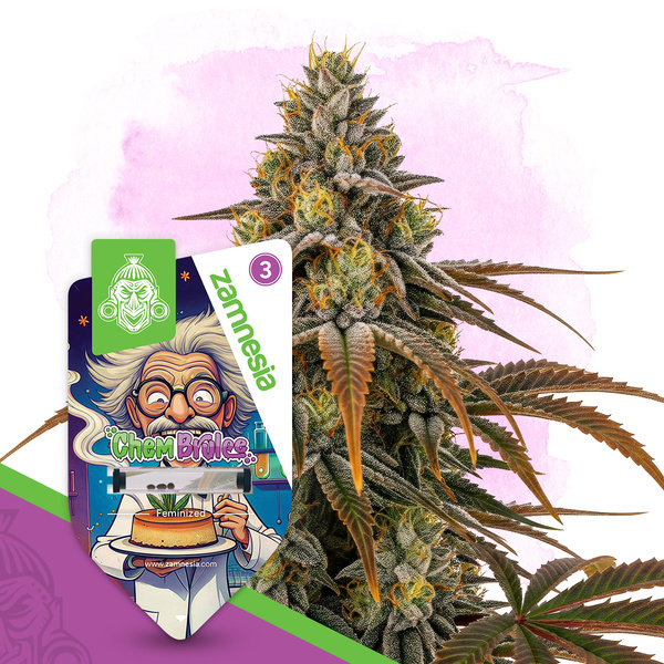 Chem Brulee (Zamnesia Seeds) Feminiserede