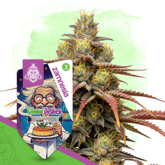 Chem Brulee Autoflower (Zamnesia Seeds) feminiserede