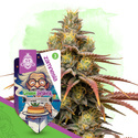 Chem Brulee Autoflower (Zamnesia Seeds) Feminiserede