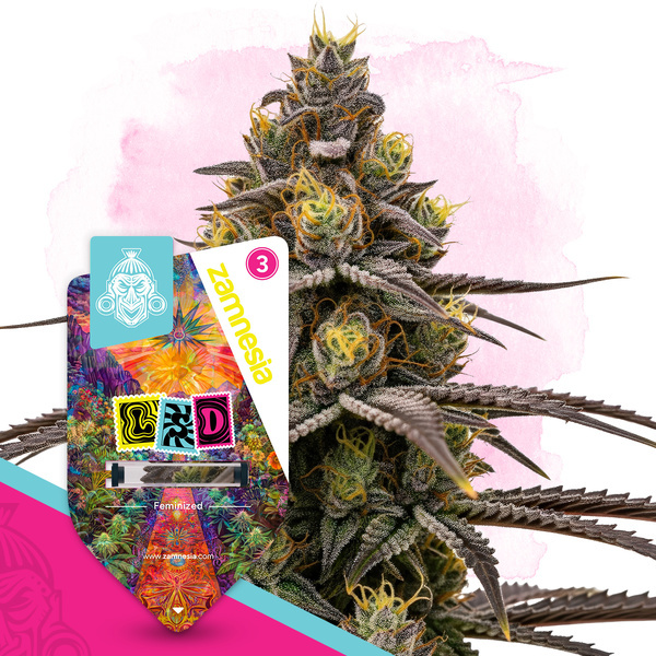 LSD (Zamnesia Seeds) Feminiserede