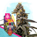 LSD Autoflower (Zamnesia Seeds) Feminiserede