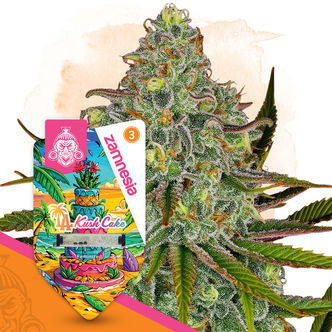LA Kush Cake (Zamnesia Seeds) feminiserede