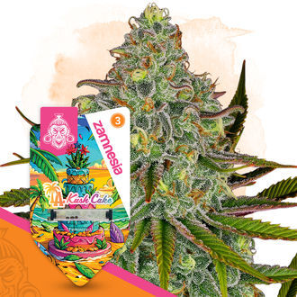 LA Kush Cake (Zamnesia Seeds) Feminiserede