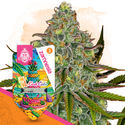 LA Kush Cake (Zamnesia Seeds) Feminiserede