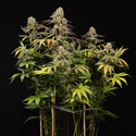LA Kush Cake (Zamnesia Seeds) Feminiserede