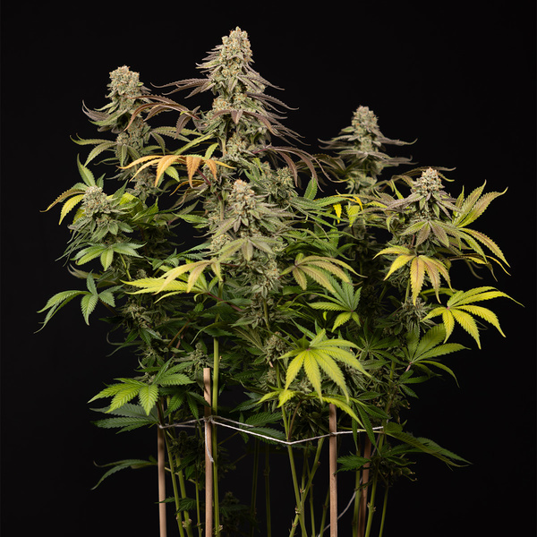 LA Kush Cake (Zamnesia Seeds) Feminiserede
