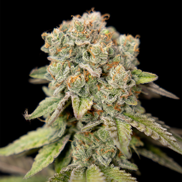 LA Kush Cake (Zamnesia Seeds) Feminiserede