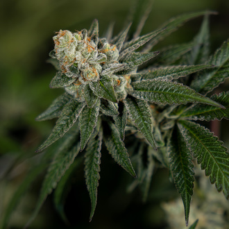 LA Kush Cake (Zamnesia Seeds) Feminiserede