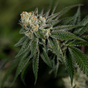 LA Kush Cake (Zamnesia Seeds) Feminiserede