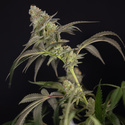 LA Kush Cake (Zamnesia Seeds) Feminiserede