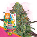 LA Kush Cake Autoflower (Zamnesia Seeds) Feminiserede