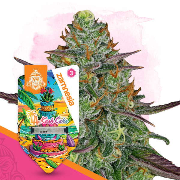 LA Kush Cake Autoflower (Zamnesia Seeds) Feminiserede