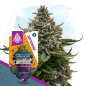 Blueberry Crumble (Zamnesia Seeds) Feminiserede
