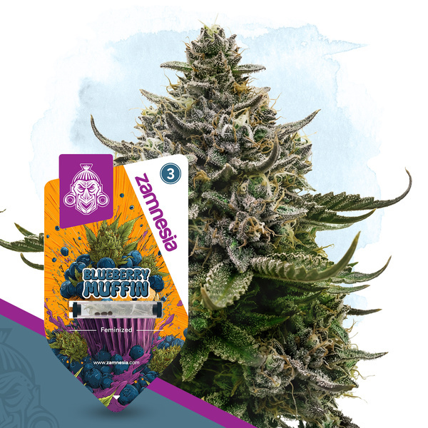 Blueberry Crumble (Zamnesia Seeds) Feminiserede